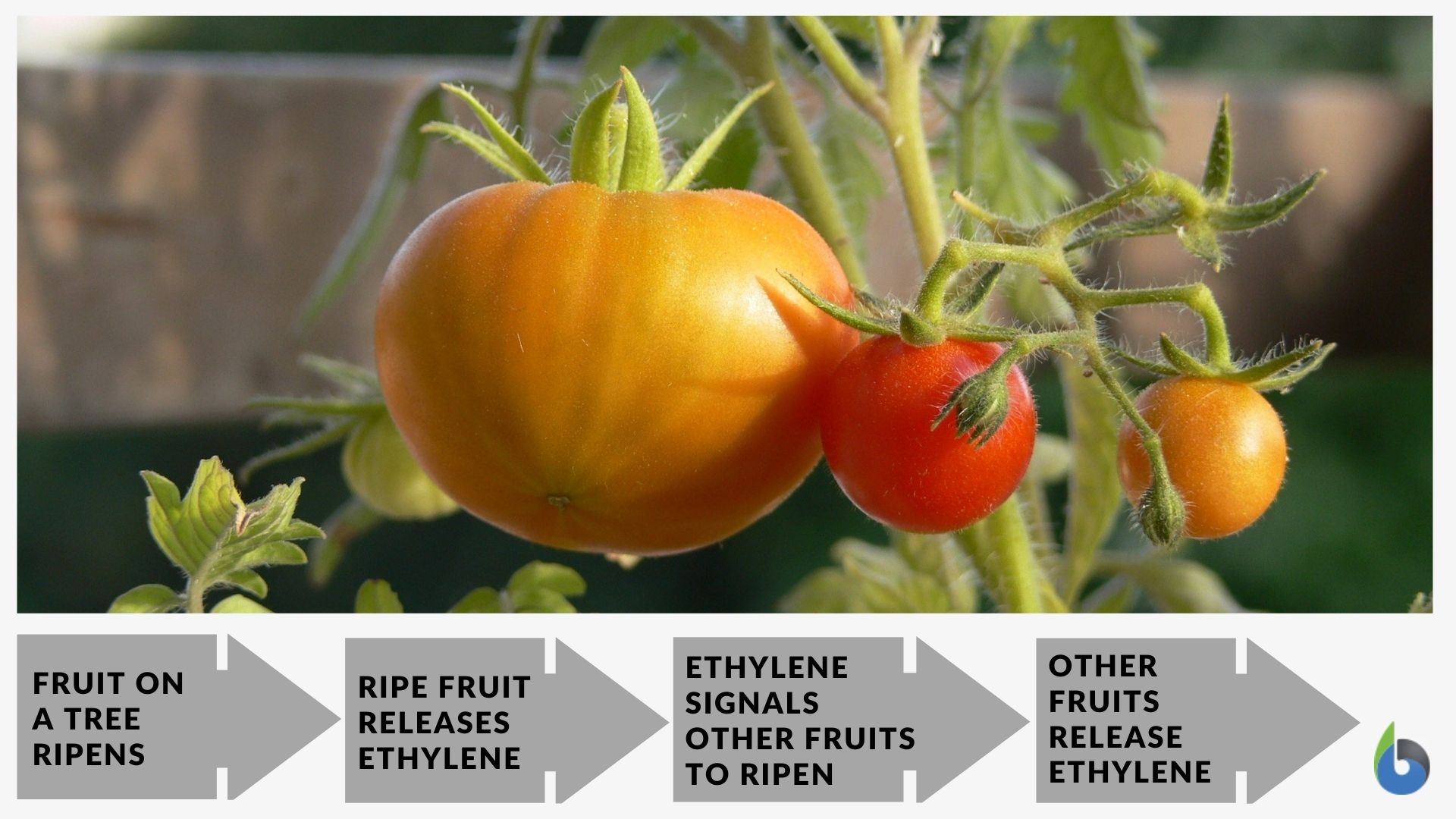 Process of Fruit Ripening under Positive Feedback Mechanism