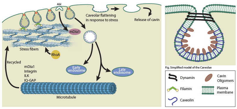 Process of endocytosis via Caveolae - diagram