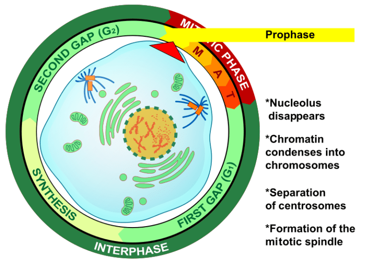 Prophase Definition and Examples Biology Online Dictionary