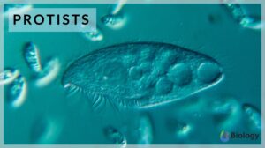 Protist definition