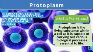 Protoplasm definition and example