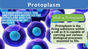 Protoplasm definition and example