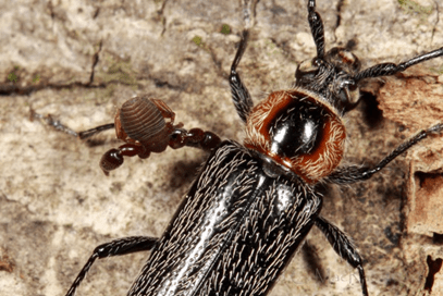 Pseudoscorpion and beetle