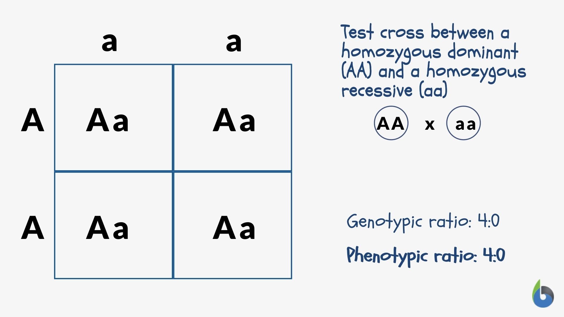 Punnett Square example 3