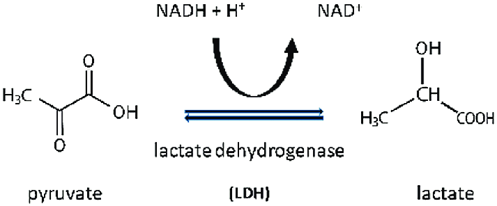 Pyruvate to lactate mechanism