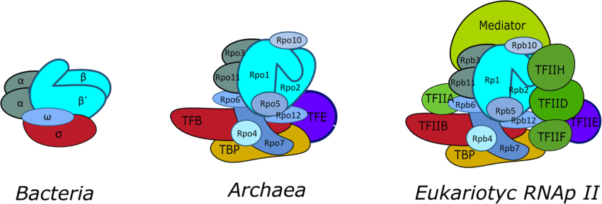 RNA polymerase structures - bacteria, archaea, Eukaryote