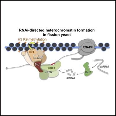 RNAi elements in centromere formation