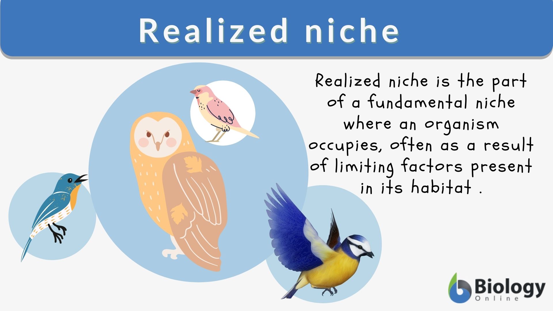 Realized niche Definition and Examples - Biology Online Dictionary