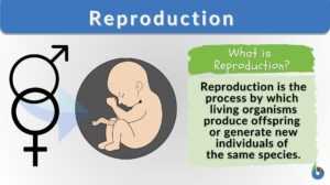 Reproduction definition and example