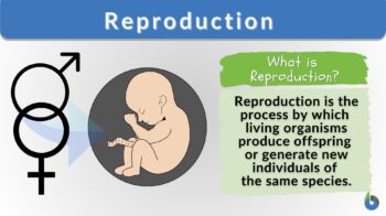 Reproduction definition and example