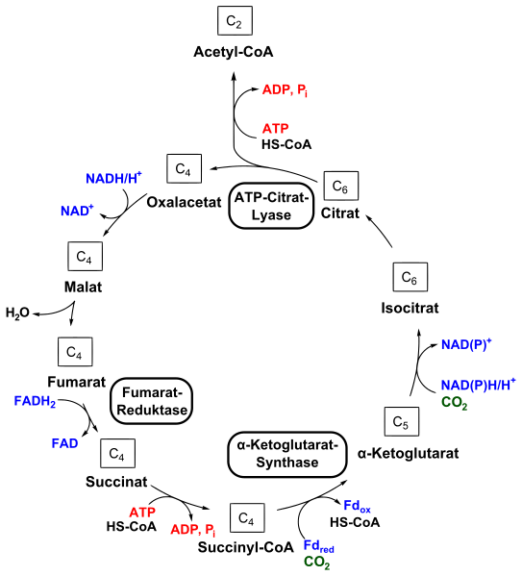 Reverse Krebs Cycle diagram