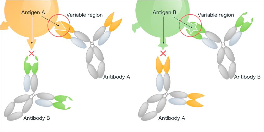 Role of Antibody in Humoral immunity