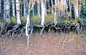 Root system of Populus tremuloides