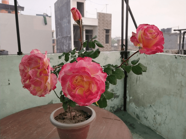 Rose sp. - shrub example - photo by Akanksha Saxena
