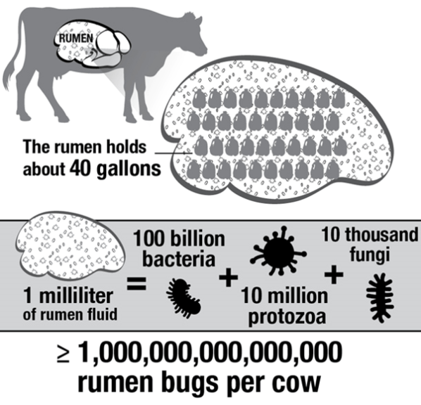 Rumen and Ruminant Bacteria - diagram from Progressive Cattle