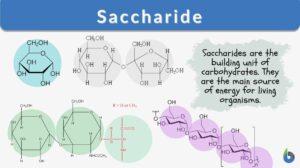 Saccharide definition and examples