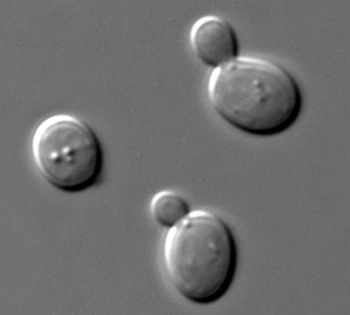 Saccharomyces cerevisiae