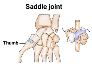 Saddle joint in the thumb