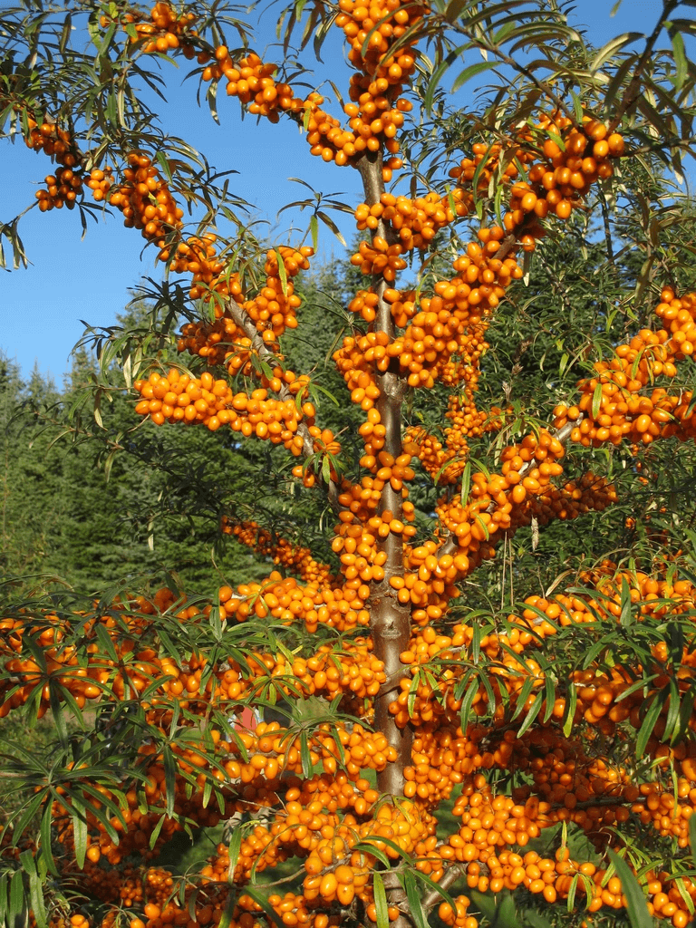 Sea buckthorn photo