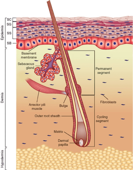 Sebaceous gland - diagram