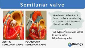 Semilunar valve definition