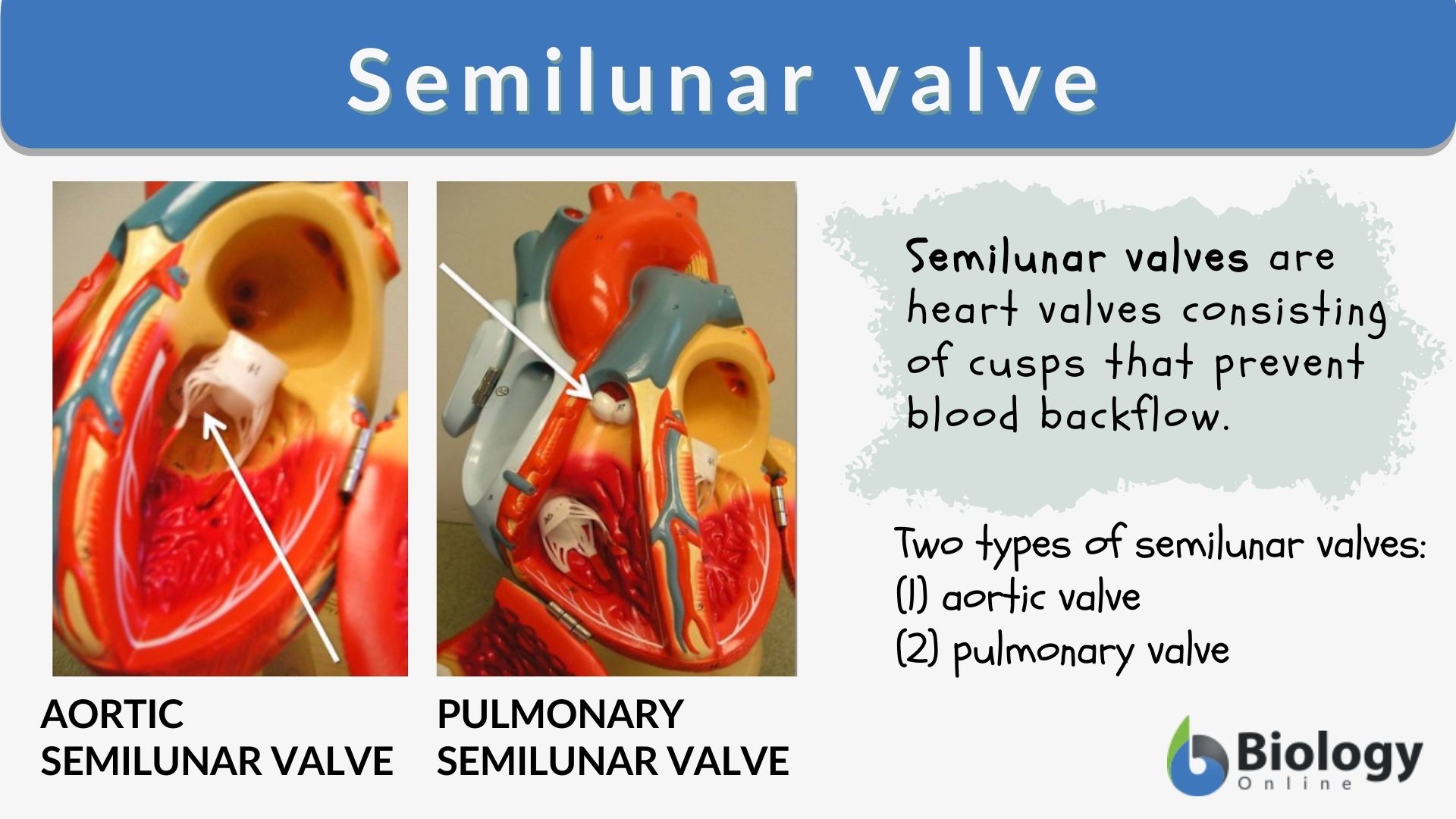 Semilunar Valve Definition And Examples Biology Online Dictionary