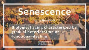 Senescence definition