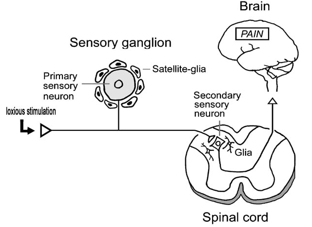 Sensory ganglion