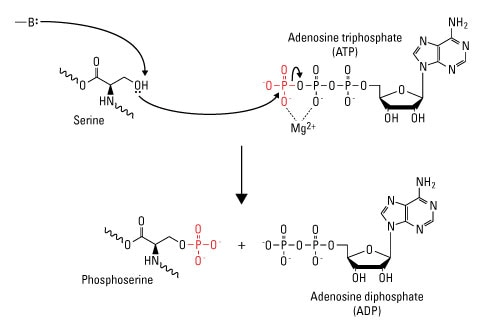 Serine phosphorylation diagram