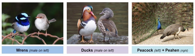 Sexual selection - Definition and Examples - Biology Online Dictionary