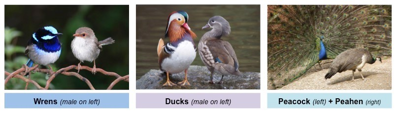 Sexual Dimorphism in birds species