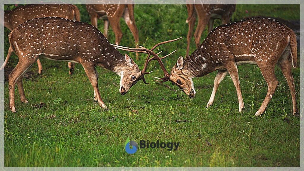 Sexual selection - stag fight