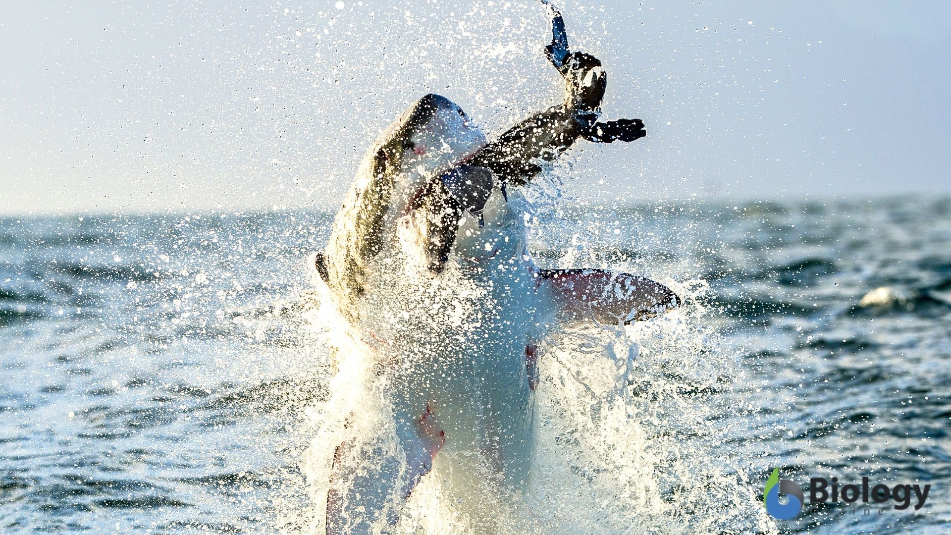 Shark capturing prey