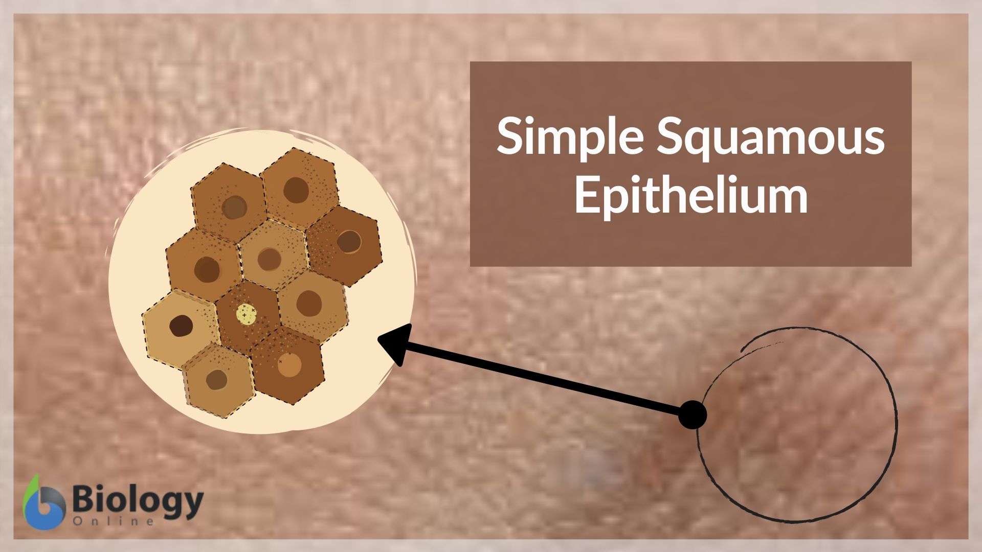 simple squamous epithelial tissue under microscope