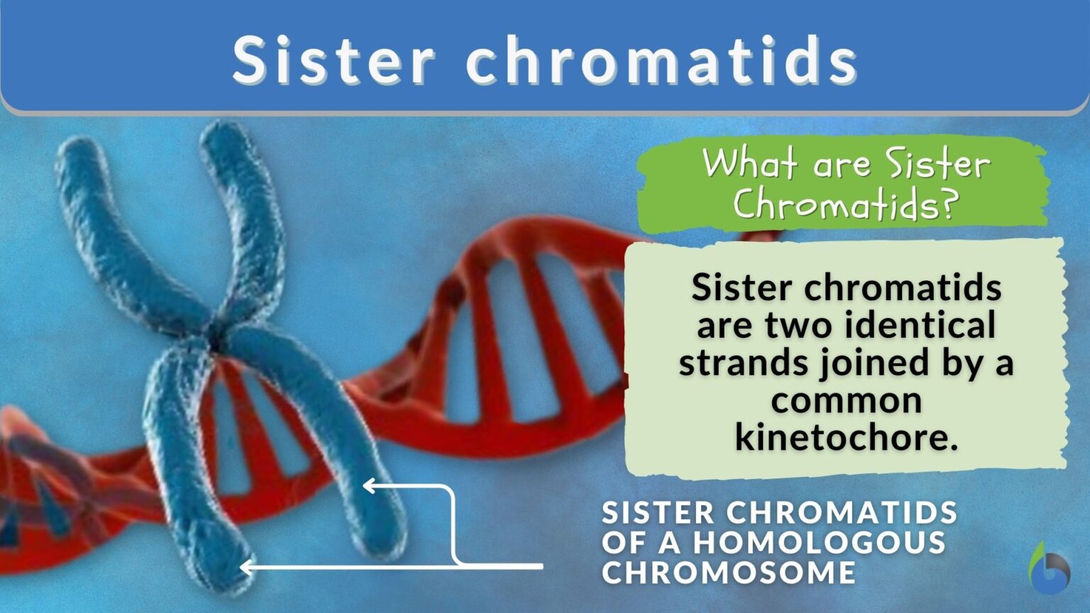 Sister chromatids Definition and Examples Biology Online Dictionary