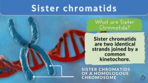 Sister chromatids definition and example