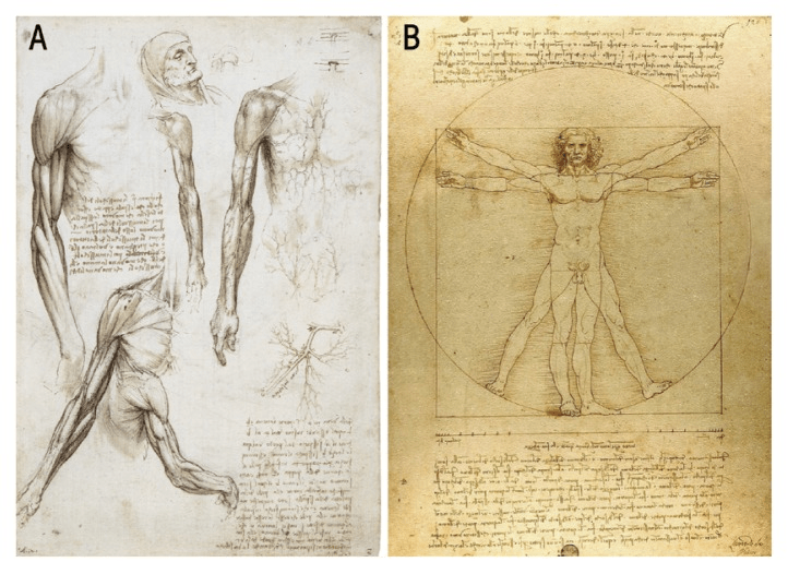 Sketches by Leonardo Da Vinci of the human body anatomy