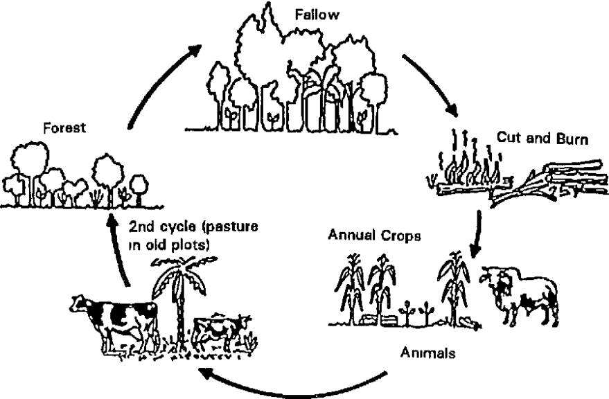Slash and burn cultivation