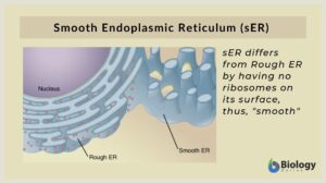 Smooth Endoplasmic Reticulum definition