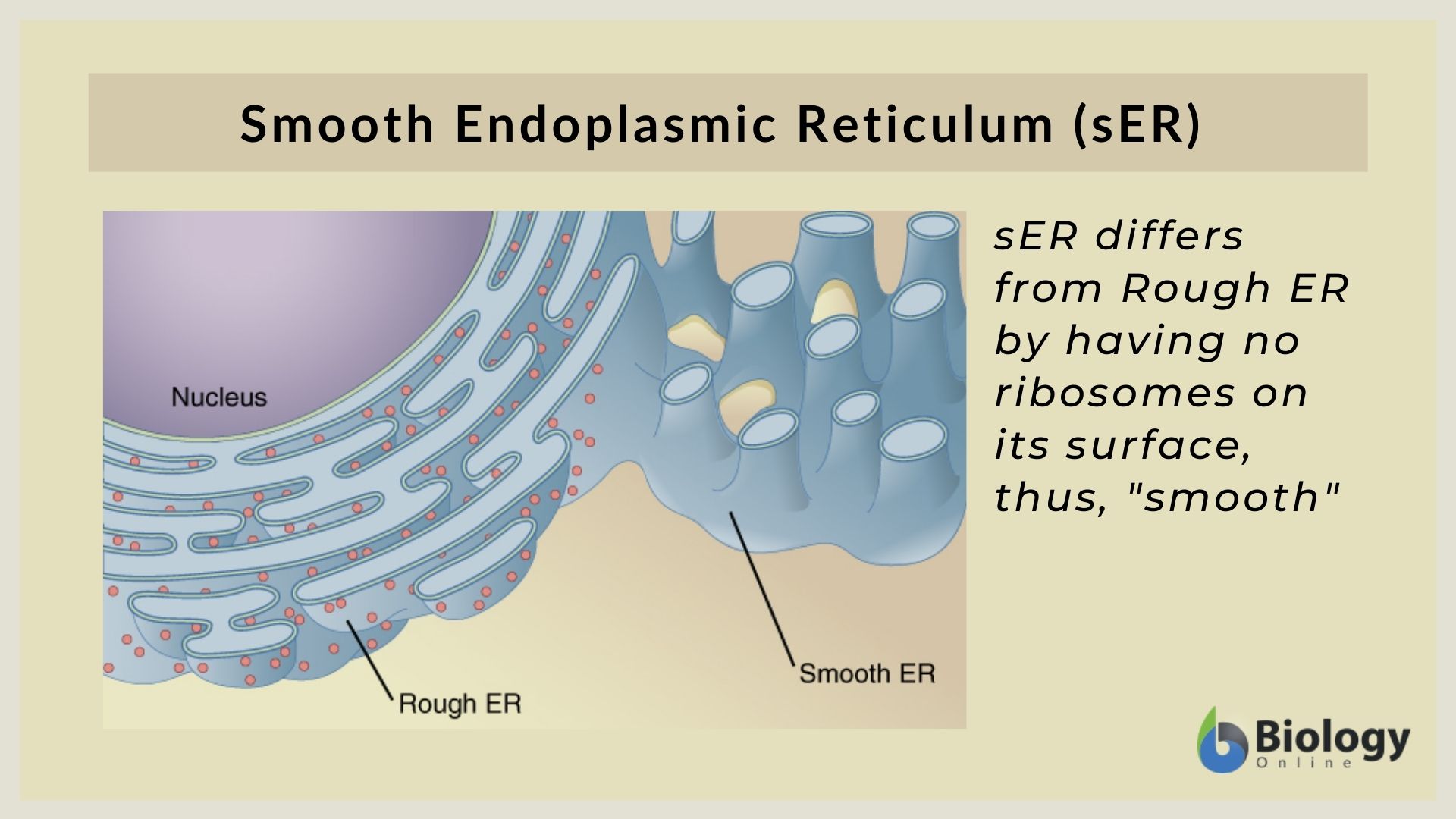 Smooth endoplasmic reticulum - Definition and Examples - Biology Online  Dictionary