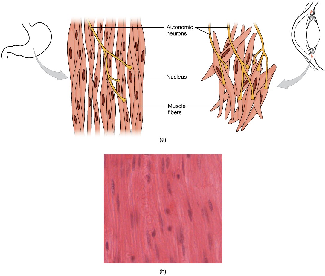 Smooth involuntary muscles diagram