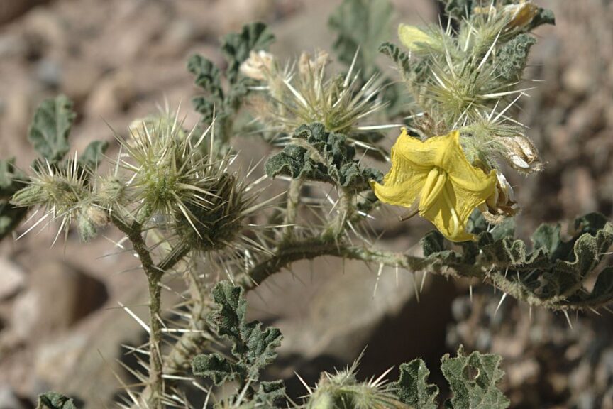 Solanum_rostratum
