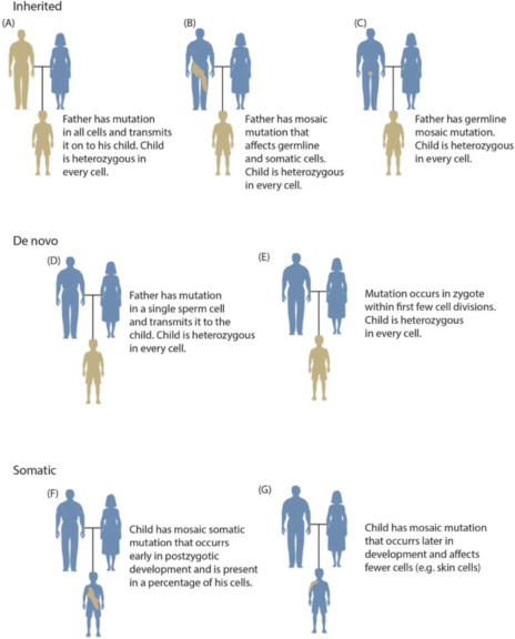 Somatic mosaicism in humans