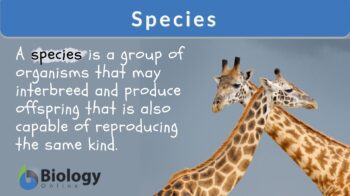 Species definition