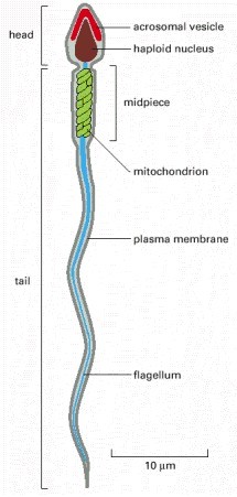 Sperm cell parts
