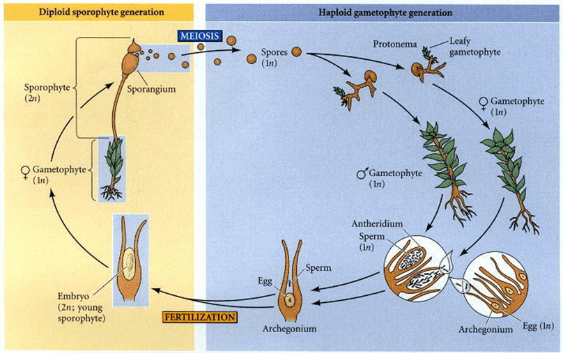 Sporophyte Definition And Examples