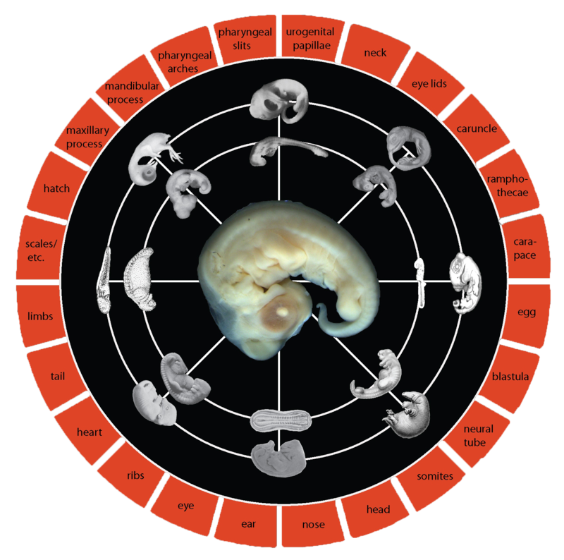 Standard Event System