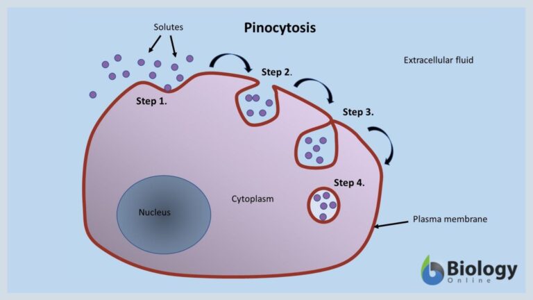 pinocytosis diagram