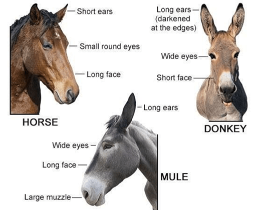 Sterile Mule