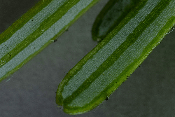 Stomatal bloom on the underside of the Chinese Fir tree